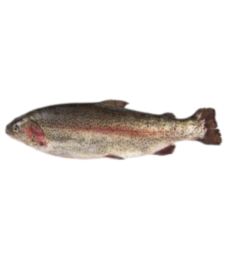 Gutted Rainbow Trout